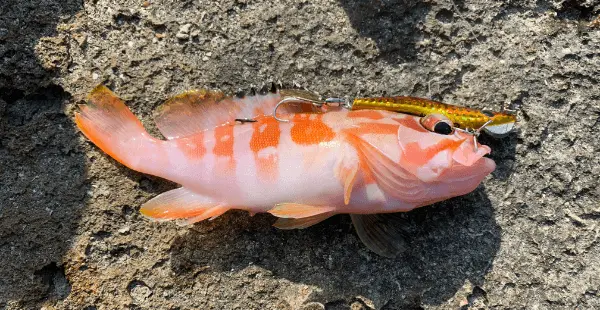 ミーバイ（ハタの仲間）