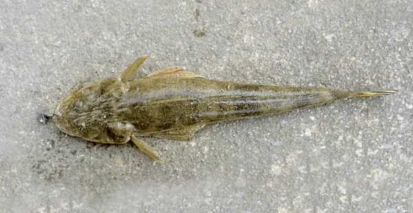 クチヌイユ（ミナミマゴチ）