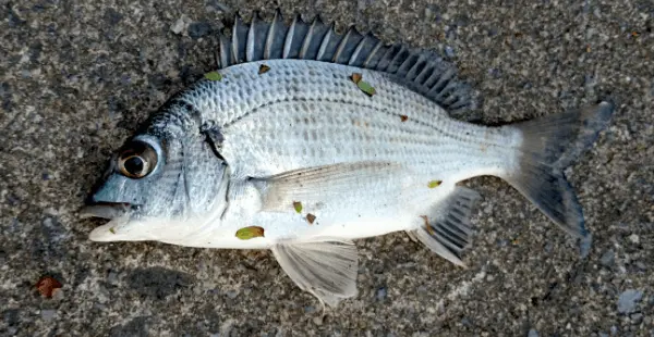 チン（ミナミクロダイ）