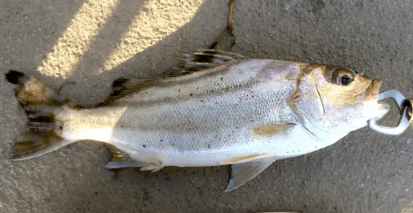 クワガナー（コトヒキ）