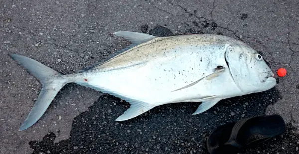 ガーラ（ギンガメアジ）