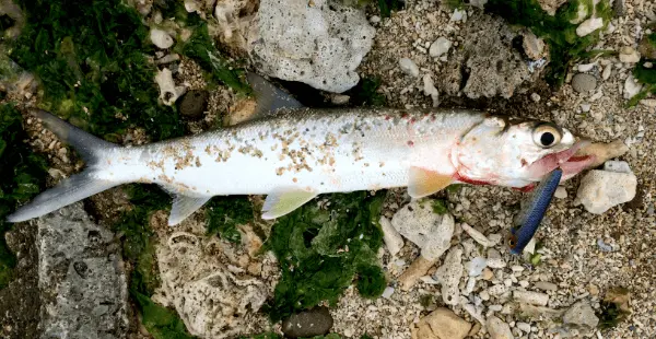 カタクチイワシ