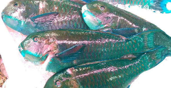 イラブチャー（ナンヨウブダイ）