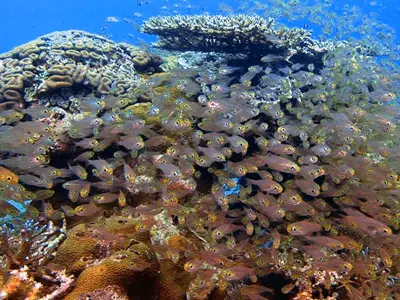 石垣島ダイビングスポット「ビッグマウンテン（びっぐまうんてん）」