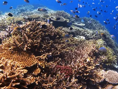 石垣島ダイビングスポット「伊原間インリーフ（いばるまいんりーふ）」