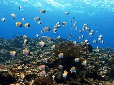 石垣島ダイビングスポット「カスミの根（かすみのね）」