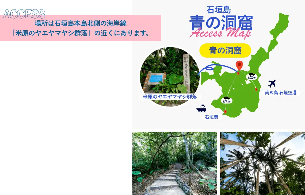 場所は石垣島本島北側の海岸線「米原のヤエヤマヤシ群落」の近くにあります。
