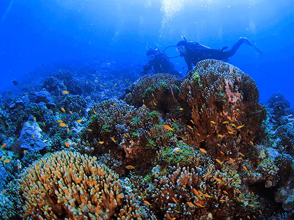 慶良間諸島ダイビングスポット「黒島北（くろしまきた）」