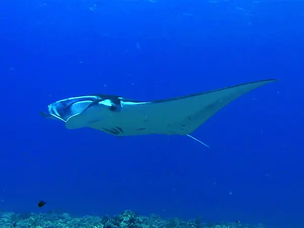 慶良間諸島ダイビングスポット「黒島南（くろしまみなみ）」