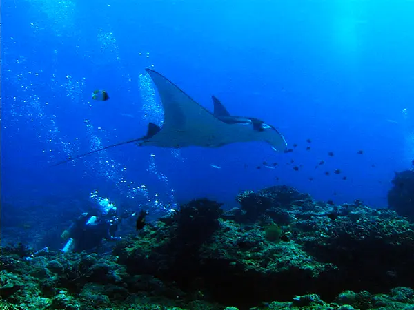 慶良間諸島ダイビングスポット「黒島南立標前（くろしまみなみりっぴょうまえ）」