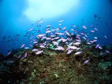 六番崎（灯台下）