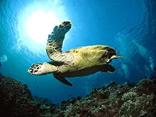 サンドトライアングル