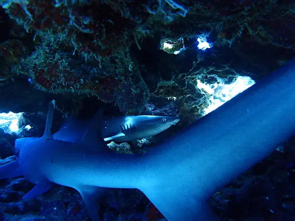 慶良間諸島ダイビングスポット「シャークポイント（しゃーくぽいんと）」