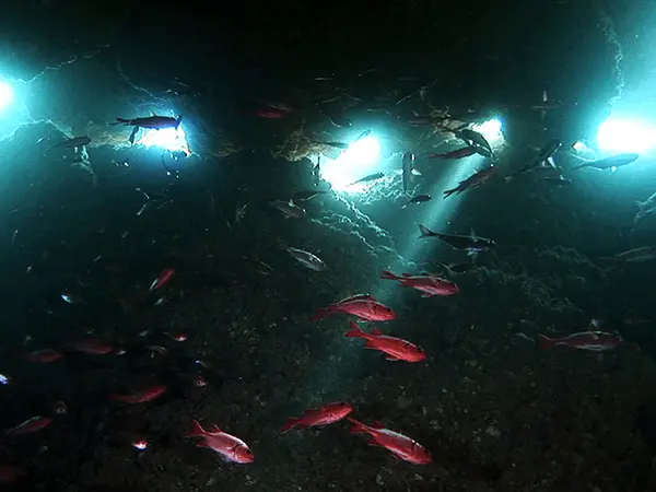 慶良間諸島ダイビングスポット「ヤカビトンネル（やかびとんねる）」