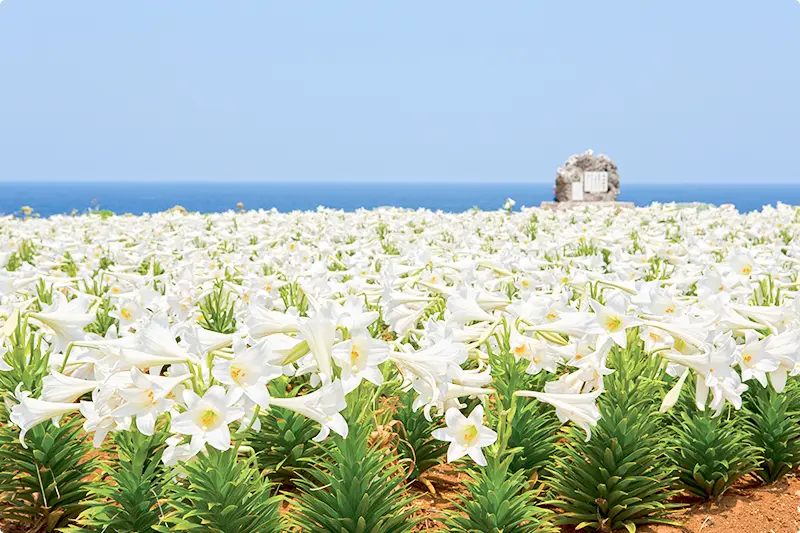 毎年、春には島の広大な公園に約100万輪のゆりが咲き誇る「伊江島ゆり祭り」が開催されます。