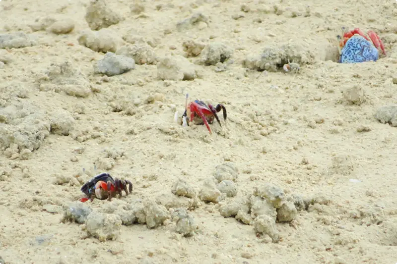 島人以外との出会い「オカガニ」