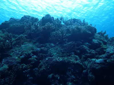 宮古島ダイビングスポット「ガオー（がおー）」