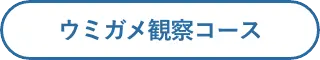ウミガメ観察コース
