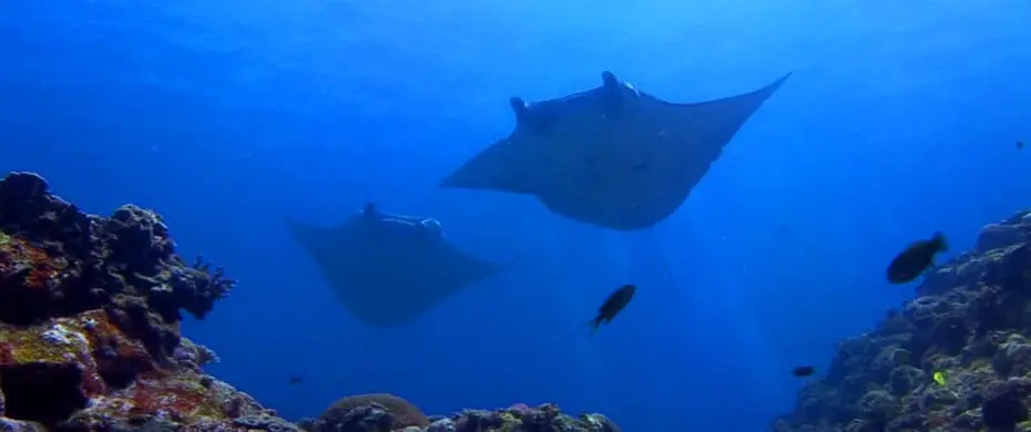 海を舞う、夢の体験|マンタと潜りたい