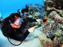 最大の魅力は、美しいサンゴ礁や地形、そして大小多様な生き物の姿を、自分の目で観察する事が出来る事