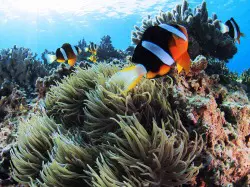 沖縄本島全域をはじめ、慶良間諸島などの周辺離島から宮古島・石垣島など各島々で体験