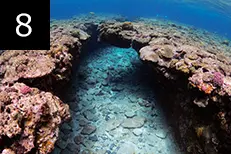 素潜りで観る水中世界