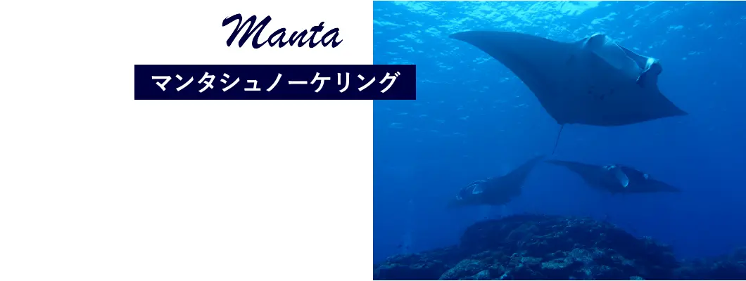 マンタシュノーケリング