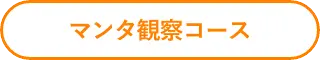 マンタ観察コース