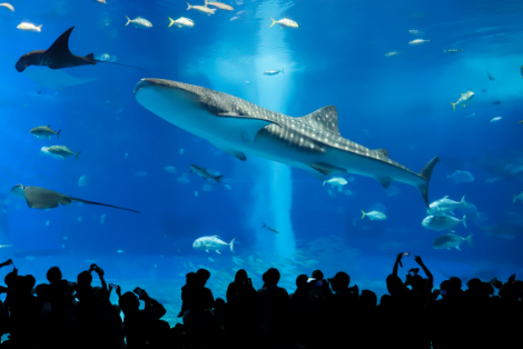 沖縄美ら海水族館