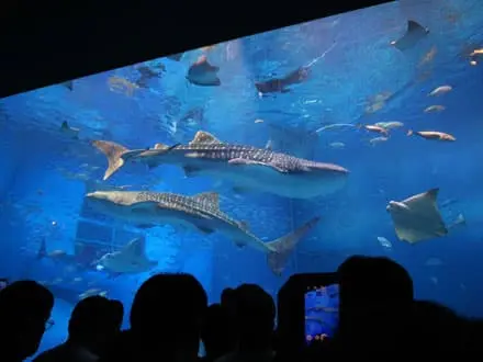 沖縄バスツアー 美ら海水族館