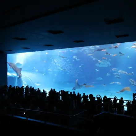 沖縄美ら海水族館（おきなわちゅらうみすいぞくかん）