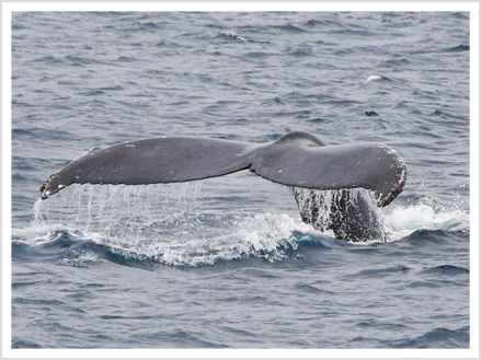 フルークアップ フルークダウン