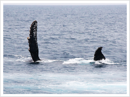 ペックスラップ