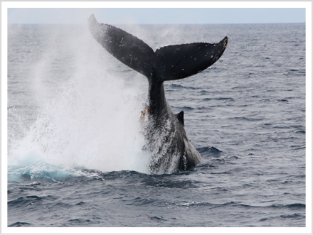 テールスラップ