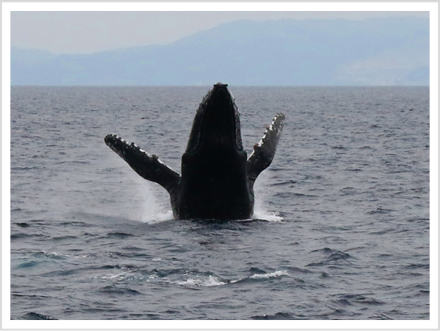 ヘッドスラップ