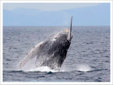 ④観察してみよう