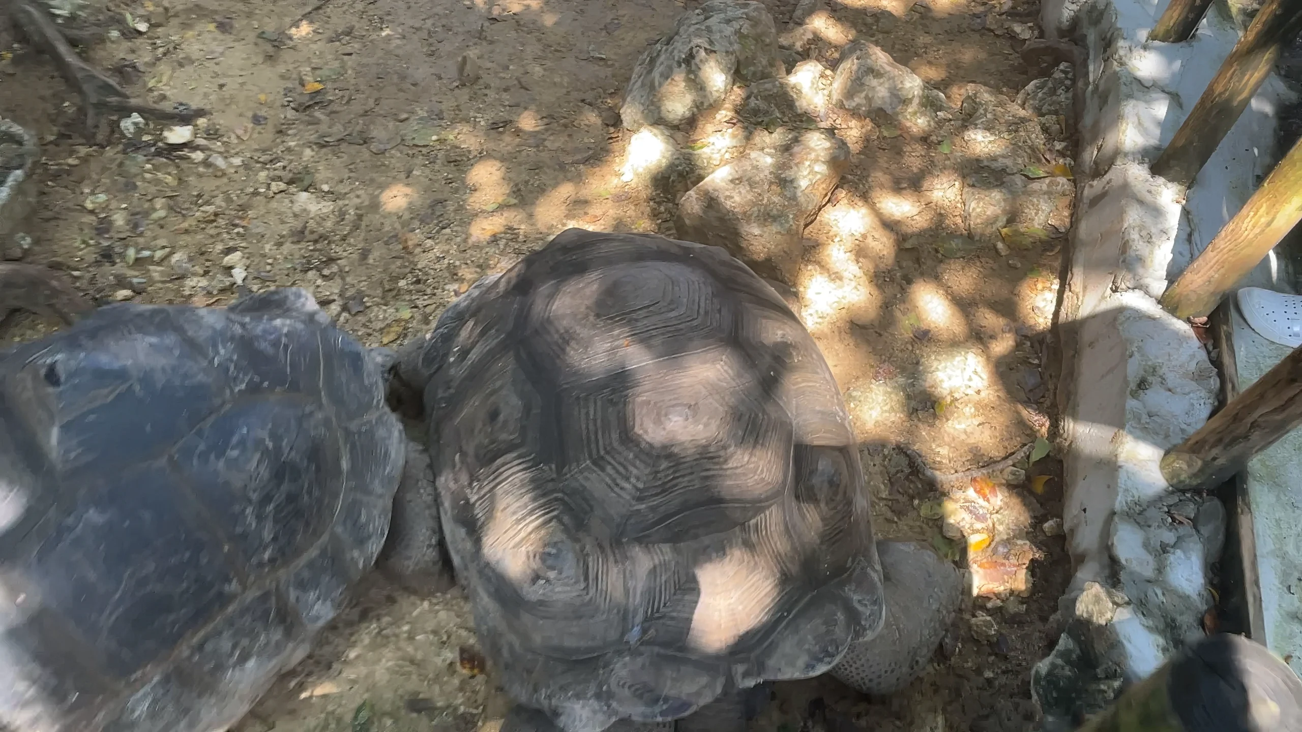 ハブ博物公園内で、巨大なアルダブラゾウガメに触れて笑顔を見せる子供。安心のファミリー向けカット