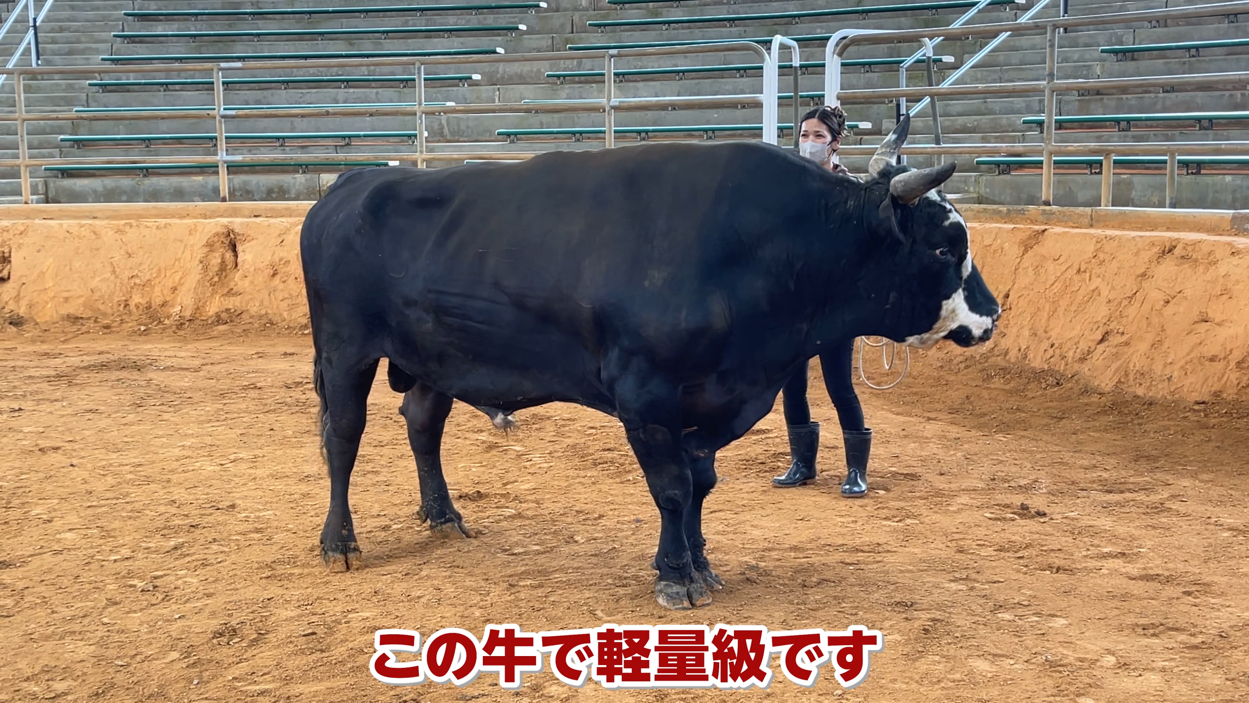舞天館に展示された闘牛の技の一覧パネルと真剣に見入るメンバー