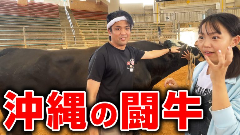 【大迫力】沖縄闘牛の全貌をご紹介します!【うるま市 闘牛のまち】 【大迫力】沖縄闘牛の全貌をご紹介します!【うるま市 闘牛のまち】