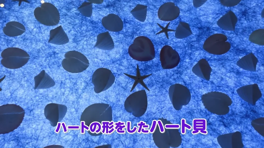ハートの形をしたハート貝