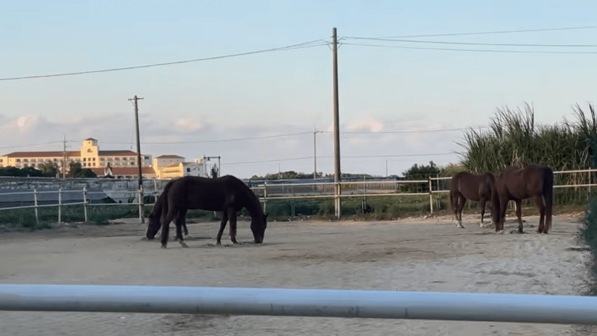 沖縄乗馬クラブ