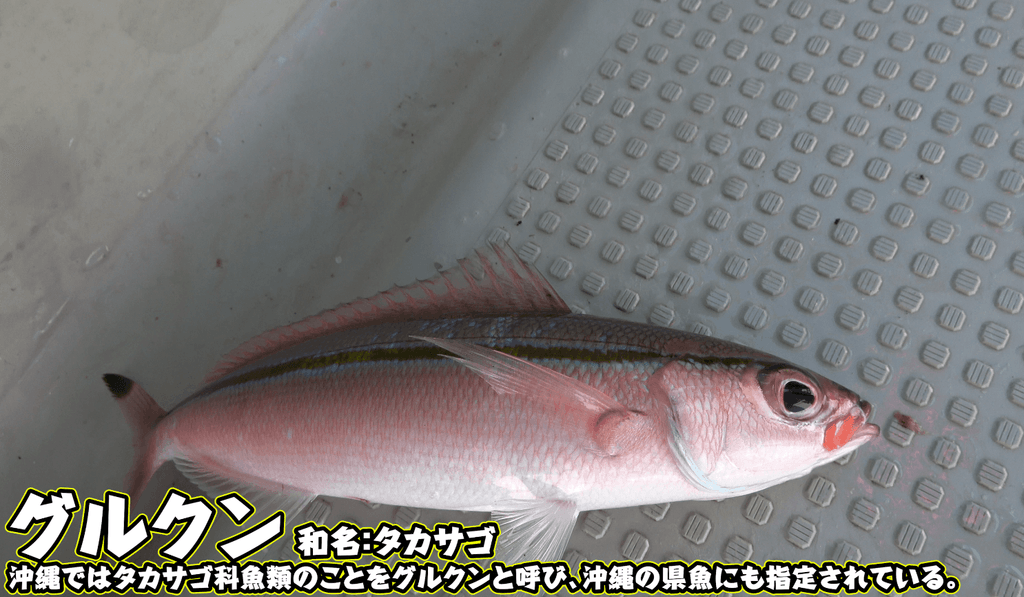グルクン(タカサゴ)