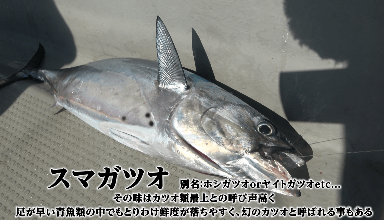 スマガツオ