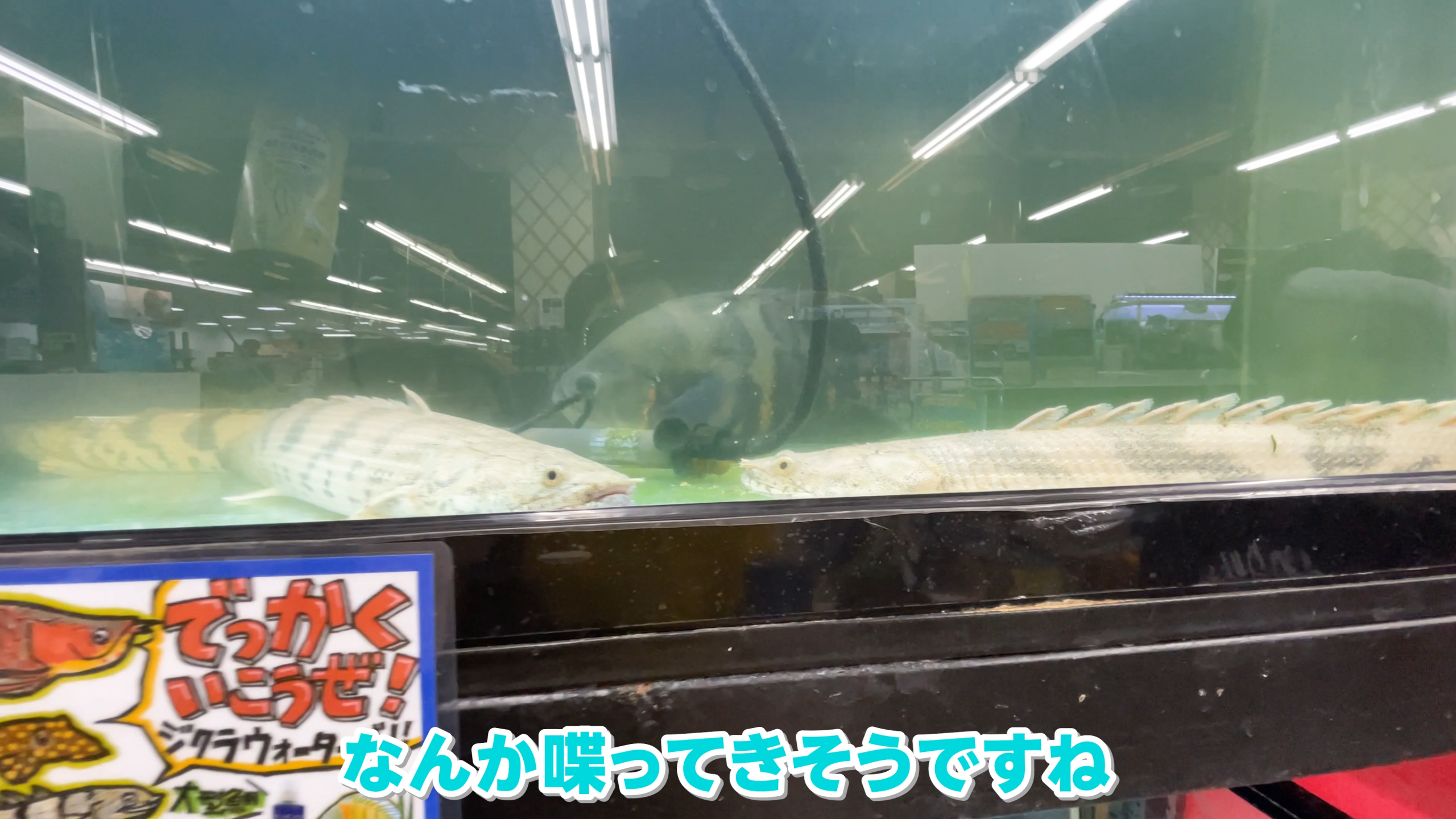 アロワナや熱帯魚が泳ぐ本格アクアリウムコーナー