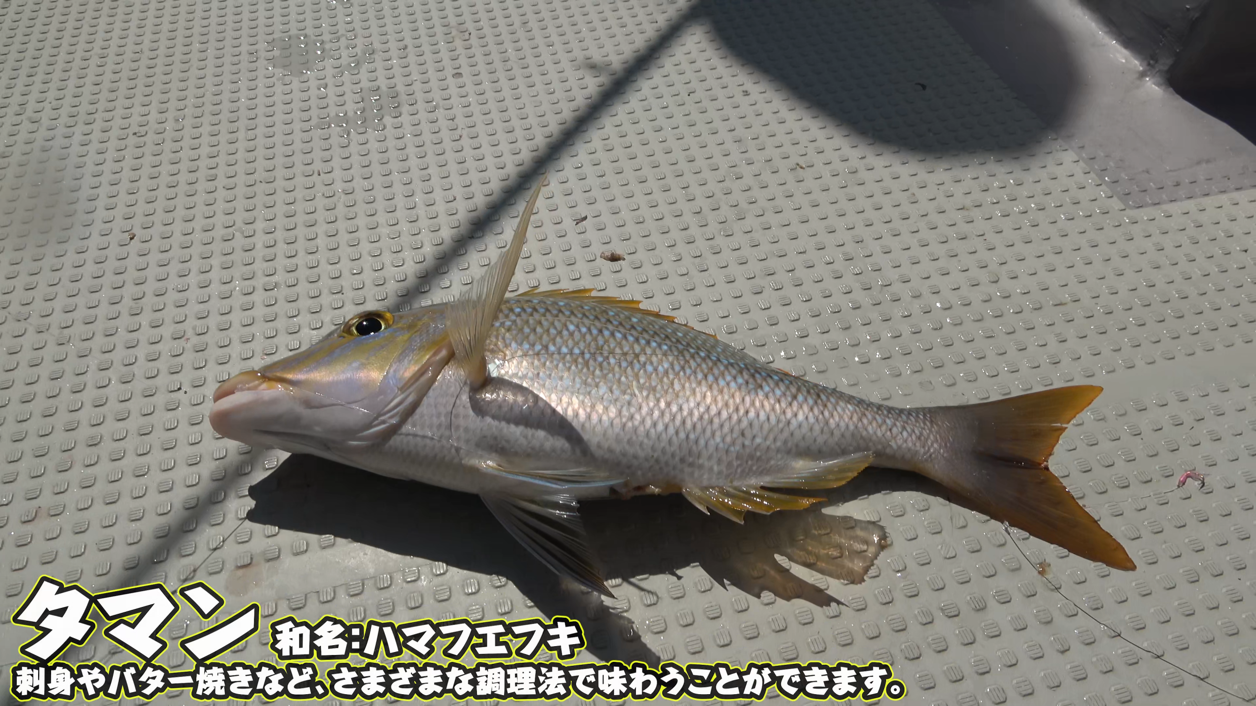 強烈な引きの末にゲットした大本命の高級魚「タマン」