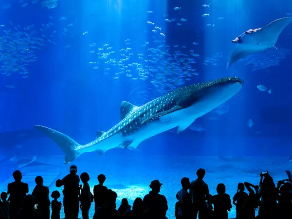 美ら海水族館観光バスツアー