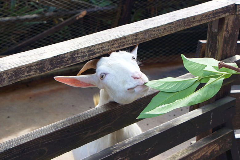 沖縄フルーツランド Tabinaka